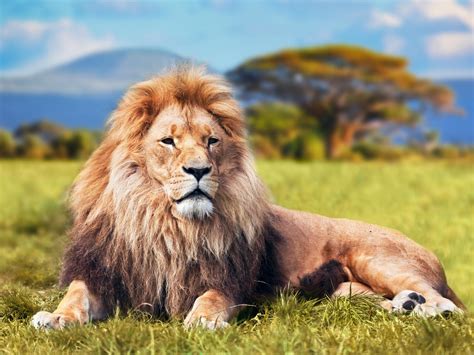 beautiful lion images hd